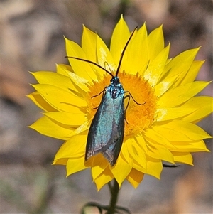 Pollanisus (genus) at Carwoola, NSW - 8 Nov 2024