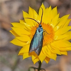 Pollanisus (genus) at Carwoola, NSW - 8 Nov 2024