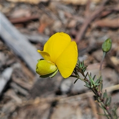 Gompholobium huegelii (pale wedge–pea) at Carwoola, NSW - 8 Nov 2024 by MatthewFrawley