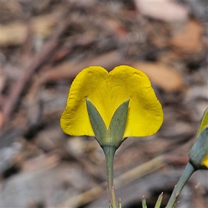 Gompholobium huegelii at Carwoola, NSW - 8 Nov 2024