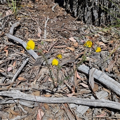 Gompholobium huegelii at Carwoola, NSW - 8 Nov 2024