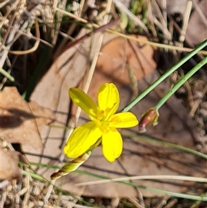 Tricoryne elatior at Isaacs, ACT - 8 Nov 2024