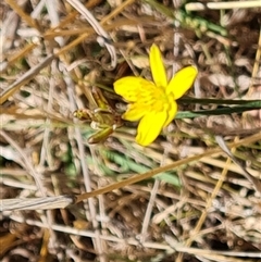 Tricoryne elatior at Isaacs, ACT - 8 Nov 2024