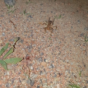 Gryllacrididae (family) at Tharwa, ACT - suppressed