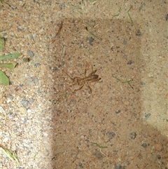 Gryllacrididae (family) at Tharwa, ACT - suppressed