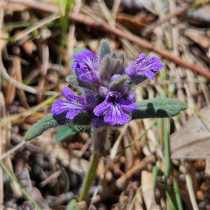 Ajuga australis at Carwoola, NSW - 8 Nov 2024