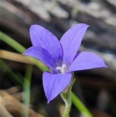 Wahlenbergia stricta subsp. stricta (Tall Bluebell) at Carwoola, NSW - 8 Nov 2024 by MatthewFrawley