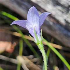 Wahlenbergia stricta subsp. stricta at Carwoola, NSW - 8 Nov 2024