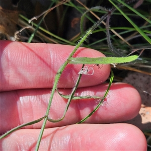 Wahlenbergia stricta subsp. stricta at Carwoola, NSW - 8 Nov 2024