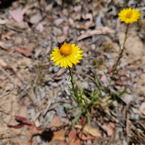 Xerochrysum viscosum at Carwoola, NSW - 8 Nov 2024 01:39 PM