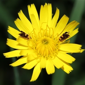 Glyphipterix chrysoplanetis at Yarralumla, ACT - 5 Nov 2024