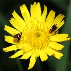 Glyphipterix chrysoplanetis at Yarralumla, ACT - 5 Nov 2024