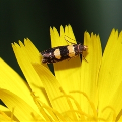 Glyphipterix chrysoplanetis at Yarralumla, ACT - 5 Nov 2024