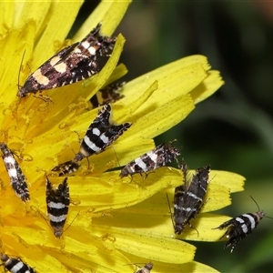 Glyphipterix (genus) at Yarralumla, ACT - 5 Nov 2024