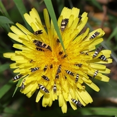 Glyphipterix (genus) at Yarralumla, ACT - 5 Nov 2024