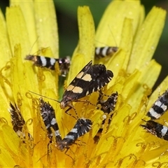 Glyphipterix (genus) at Yarralumla, ACT - 5 Nov 2024