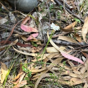 Xanthosia atkinsoniana at Bermagui, NSW - 8 Nov 2024