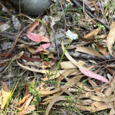 Xanthosia atkinsoniana at Bermagui, NSW - 8 Nov 2024 by TheCrossingLand