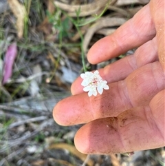 Xanthosia atkinsoniana at Bermagui, NSW - 8 Nov 2024