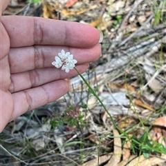 Xanthosia atkinsoniana at Bermagui, NSW - 8 Nov 2024