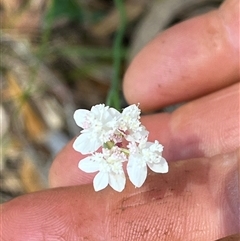 Xanthosia atkinsoniana at Bermagui, NSW - 8 Nov 2024