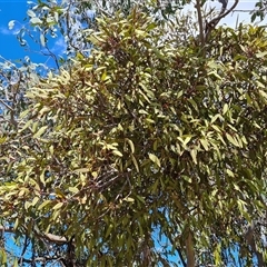 Muellerina eucalyptoides (Creeping Mistletoe) at Isaacs, ACT - 8 Nov 2024 by Mike