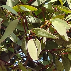 Muellerina eucalyptoides at Isaacs, ACT - 8 Nov 2024 03:01 PM