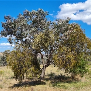 Amyema miquelii at Isaacs, ACT - 8 Nov 2024 02:59 PM