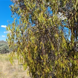 Amyema miquelii at Isaacs, ACT - 8 Nov 2024 02:59 PM