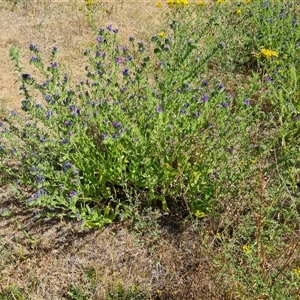 Echium plantagineum at Isaacs, ACT - 8 Nov 2024 02:56 PM