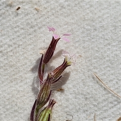 Silene gallica var. gallica (French Catchfly) at Isaacs, ACT - 8 Nov 2024 by Mike