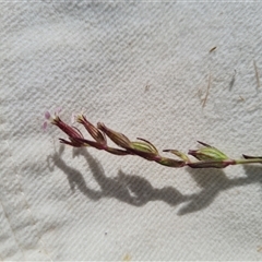 Silene gallica var. gallica at Isaacs, ACT - 8 Nov 2024 02:53 PM