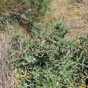 Cirsium vulgare at Isaacs, ACT - 8 Nov 2024