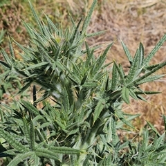 Cirsium vulgare at Isaacs, ACT - 8 Nov 2024