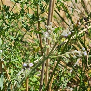 Cynoglossum australe at Isaacs, ACT - 8 Nov 2024 02:45 PM