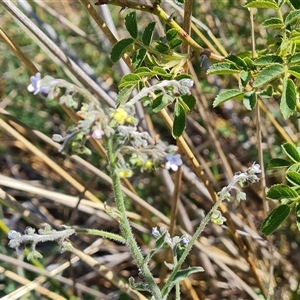 Cynoglossum australe at Isaacs, ACT - 8 Nov 2024