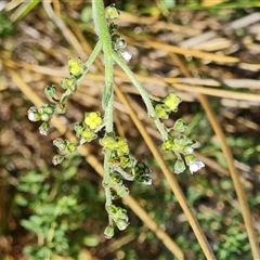 Cynoglossum australe at Isaacs, ACT - 8 Nov 2024