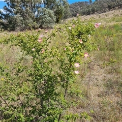 Rosa rubiginosa (Sweet Briar, Eglantine) at Isaacs, ACT - 8 Nov 2024 by Mike