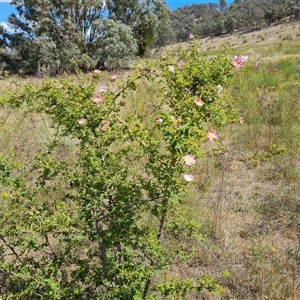 Rosa rubiginosa at Isaacs, ACT - 8 Nov 2024