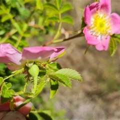 Rosa rubiginosa at Isaacs, ACT - 8 Nov 2024