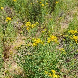 Hypericum perforatum at Isaacs, ACT - 8 Nov 2024 02:35 PM