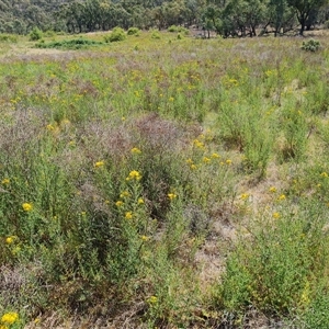 Hypericum perforatum at Isaacs, ACT - 8 Nov 2024 02:35 PM