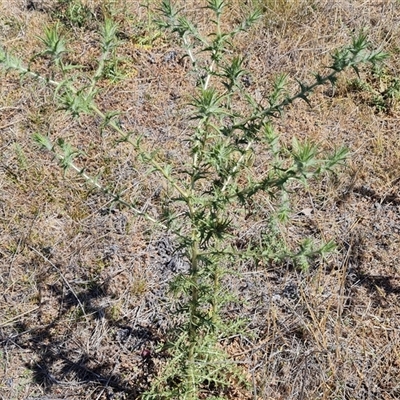 Carthamus lanatus (Saffron Thistle) at Isaacs, ACT - 8 Nov 2024 by Mike