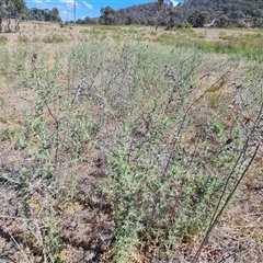 Carthamus lanatus at Isaacs, ACT - 8 Nov 2024