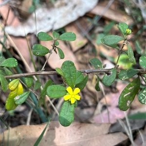 Hibbertia aspera subsp. aspera at Bermagui, NSW - 8 Nov 2024