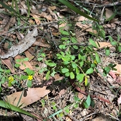 Hibbertia aspera subsp. aspera at Bermagui, NSW - 8 Nov 2024