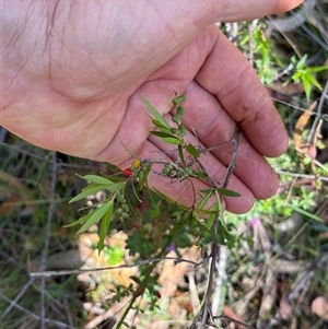 Leucopogon affinis at Bermagui, NSW - 8 Nov 2024