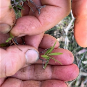 Leucopogon affinis at Bermagui, NSW - 8 Nov 2024