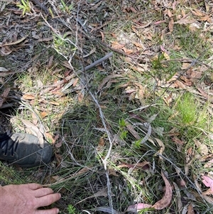 Leucopogon affinis at Bermagui, NSW - 8 Nov 2024