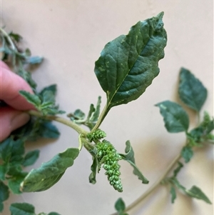 Amaranthus sp. at Canberra Airport, ACT - 8 Nov 2024